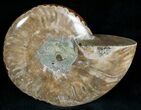 Wide Polished Ammonite Dish #7017-1